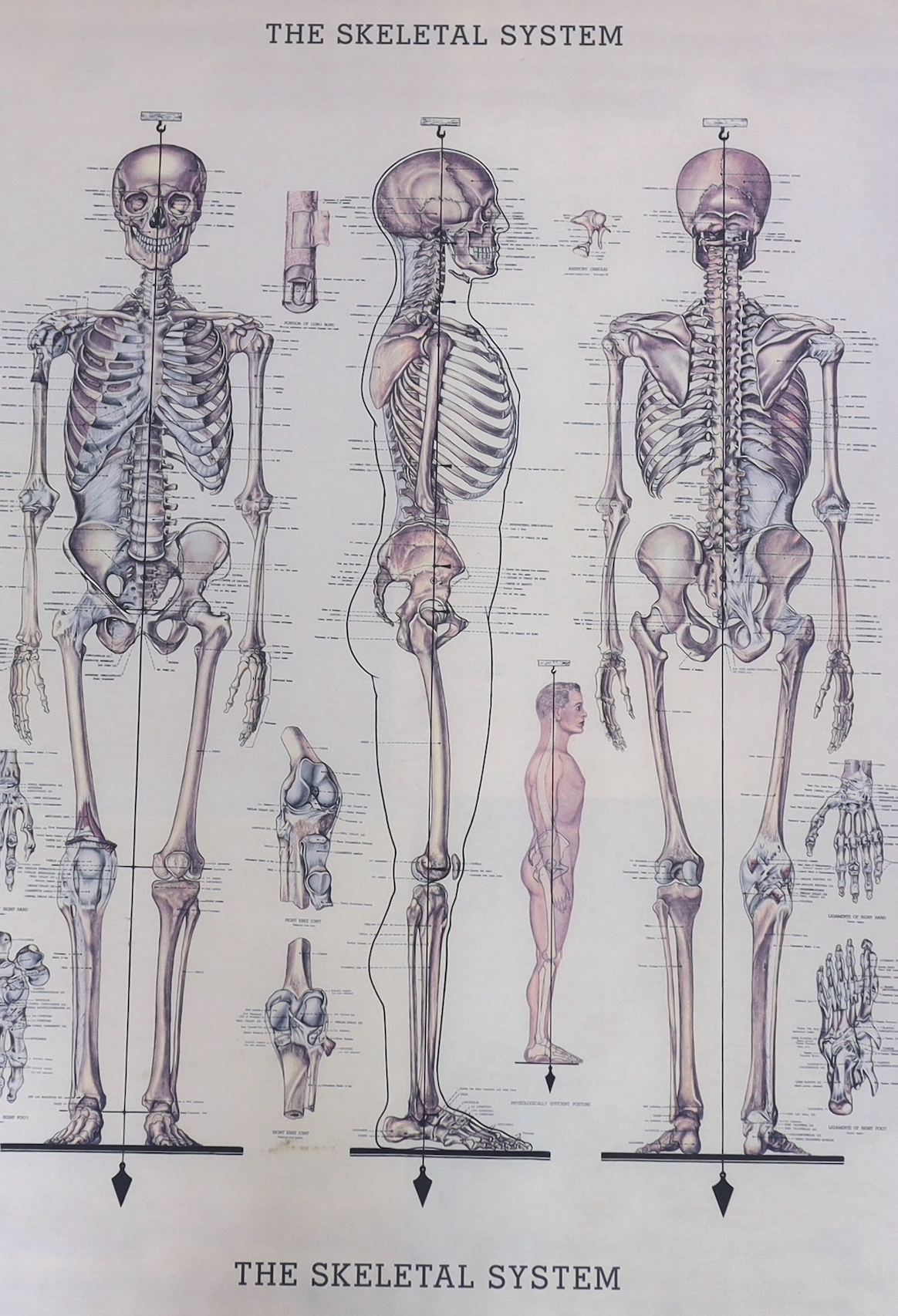 A set of Netter’s Musculoskeletal Anatomical flash cards, published by the University of Virginia, together with a framed poster of the Skeletal System, 75.5 x 55.5cm (2)